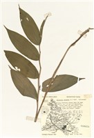 藏品(假萎蕤)的圖片